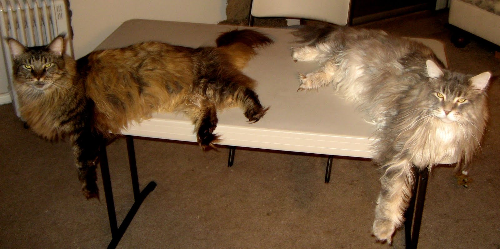 WOYWW & WW A Tale Of Two Cats Create With Joy